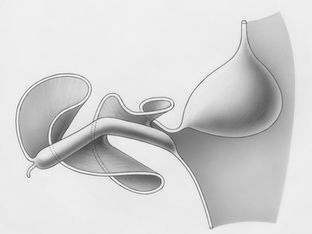 Larazotide and the Intestinal Barrier