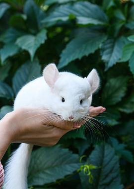 Image by Nyusha Svoboda