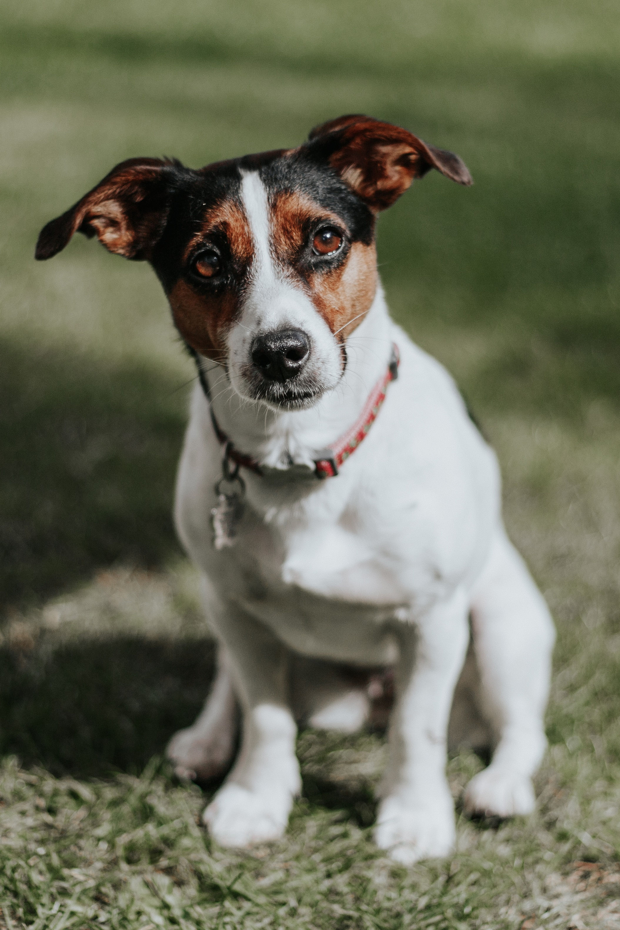 Small breed dog sitting on grass