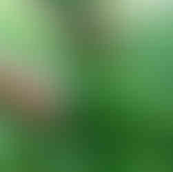 Ne pas tailler par temps humide ou froid