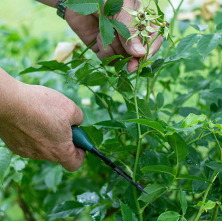 Ne pas tailler par temps humide ou froid