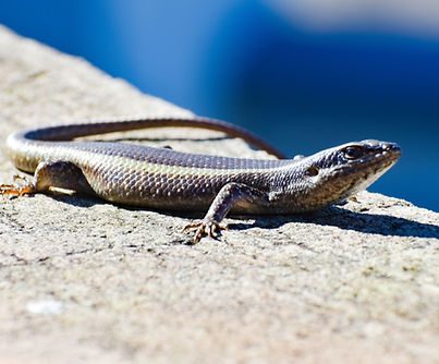 Image by Joash Viriah