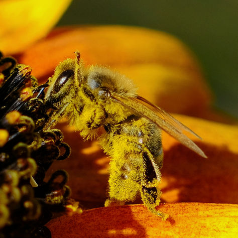 Honey bee collecting pollen