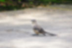 An injured federally protected Northern Mockingbird