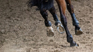 2024 Lecomte Stakes Notes