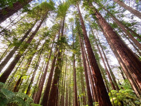 Becoming the Redwoods - Chelsea Bryant