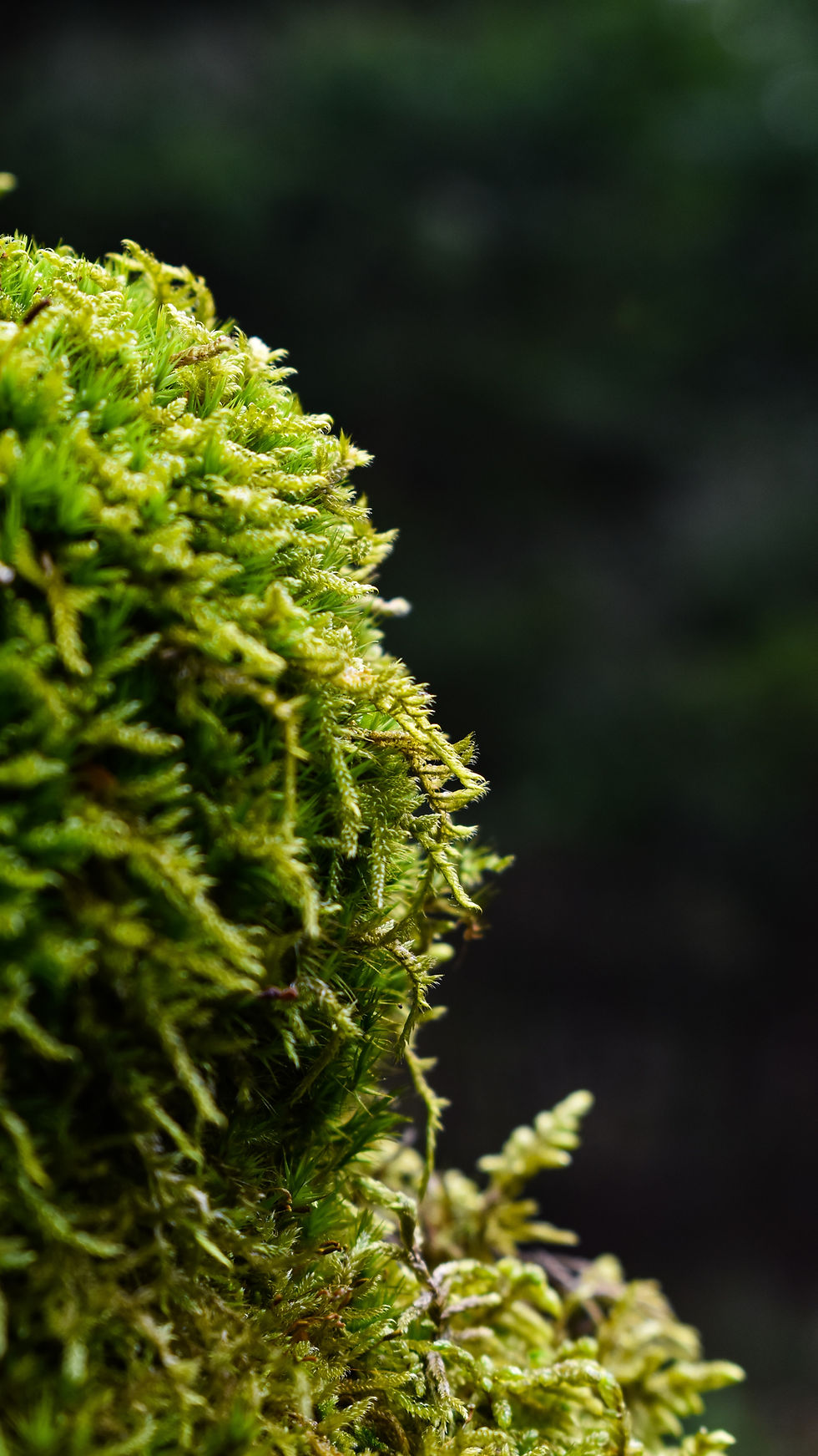 Closeup of moss