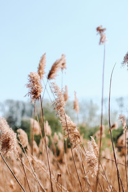 Image by Ines Göhringer