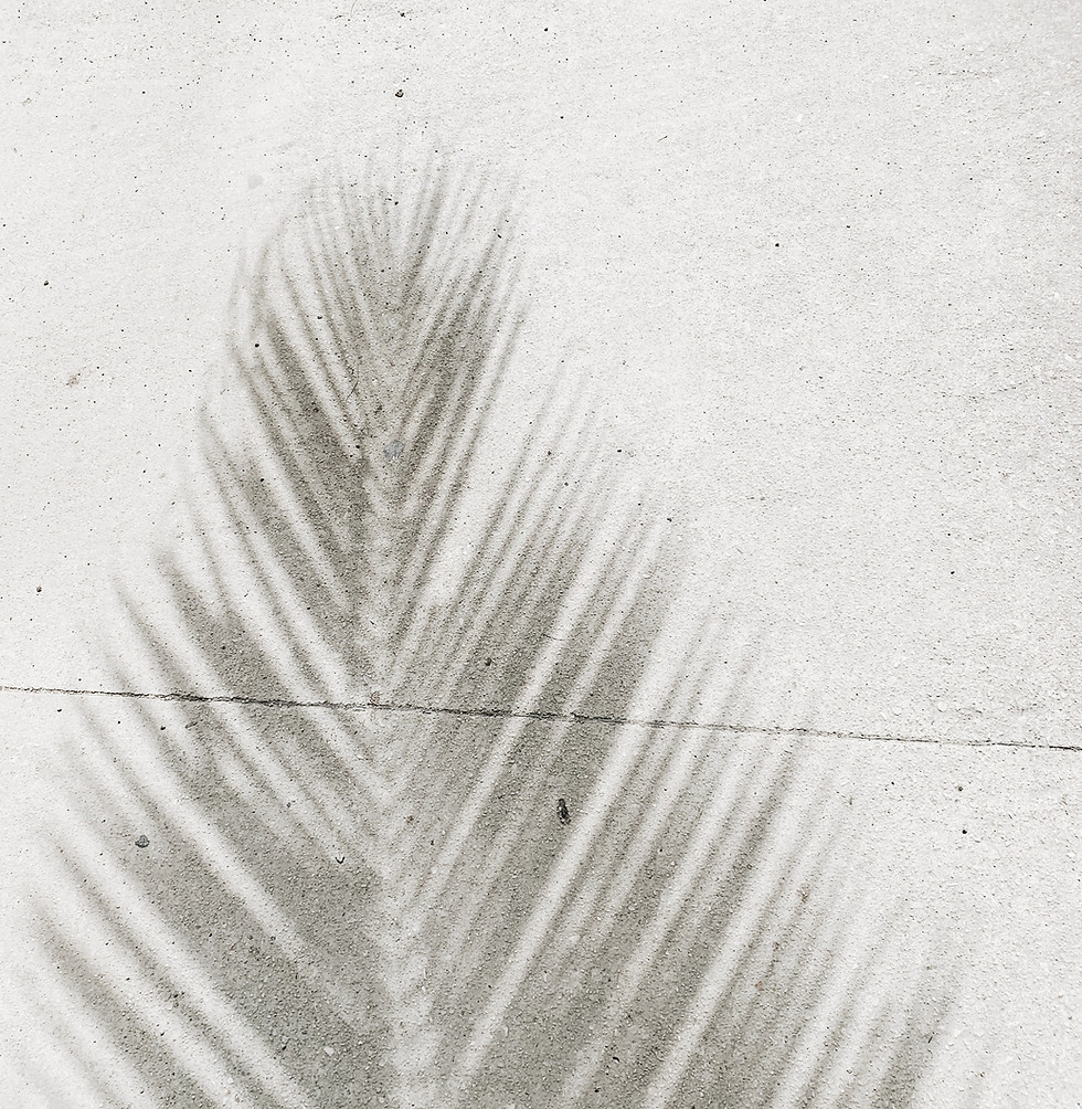Image by Anna Sullivan