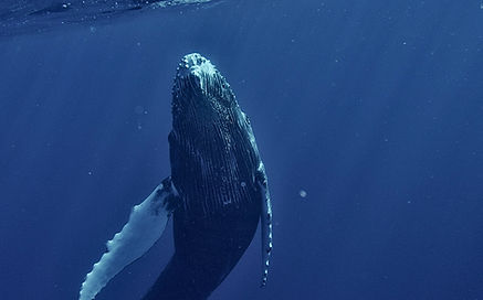 Image by Chinh Le Duc
