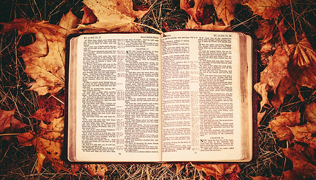 A Biblia em cima de algumas folhagens na cor laranja. As folhagens estão secas,
