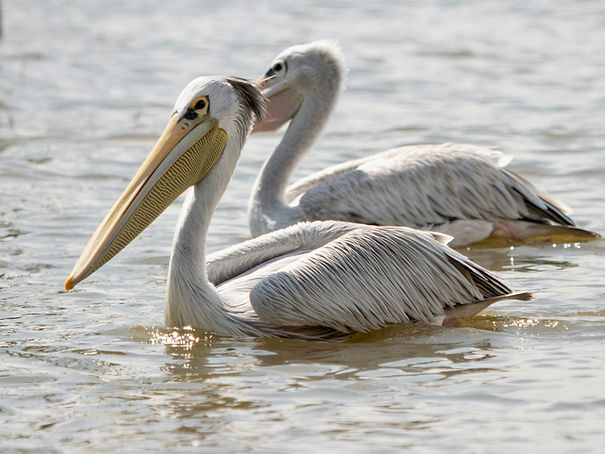 lac naivasha kenya