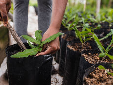 K-Bar Ranch in New Tampa Getting 3,500 New Oak Trees as Part of Tampa's 30,000-Tree Goal
