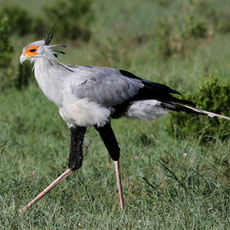 The Bird That Knows Karate 😭Meet The Secretarybird!