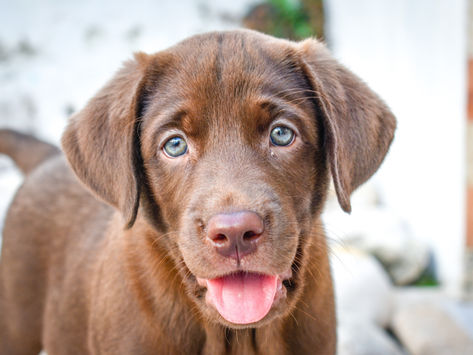 Wat kost een Labrador puppy?