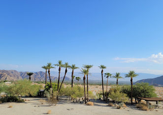Grouping of palm trees next to an empty lot.