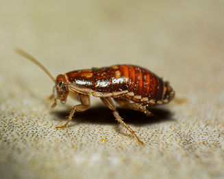 Image de matheus ferreira