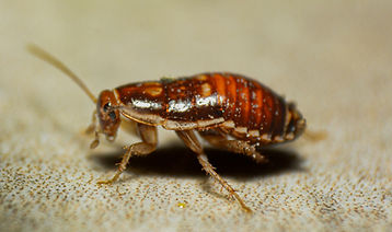 fumigacion-cucaracha-queretaro