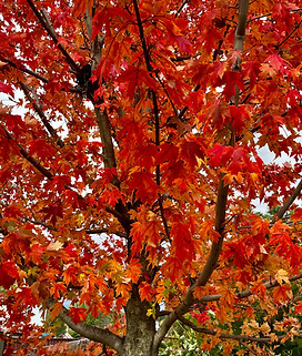 Image by Stephanie Davison