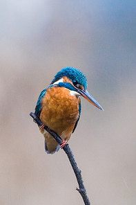 Image by Olivier Depaep