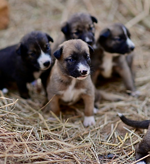 Image by Rajesh Rajput