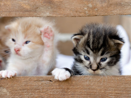 Do's and Don'ts Before You Give-up a Pet