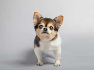 Meeting your dog's emotional needs