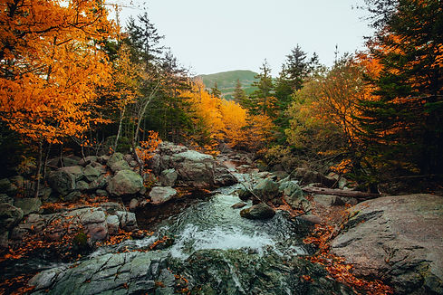 Image by Billy Freeman