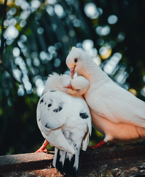 Image by Nishaan ahmed