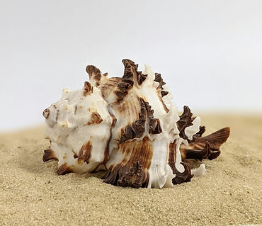 Image by Susan Wilkinson