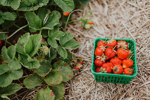 Image by Sarah Janes