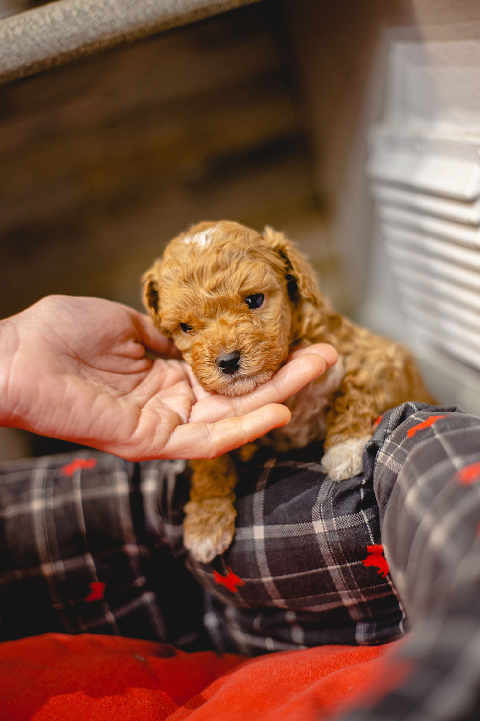 Poodle Therapy
