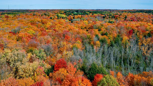 Statement on Fall Economic Statement