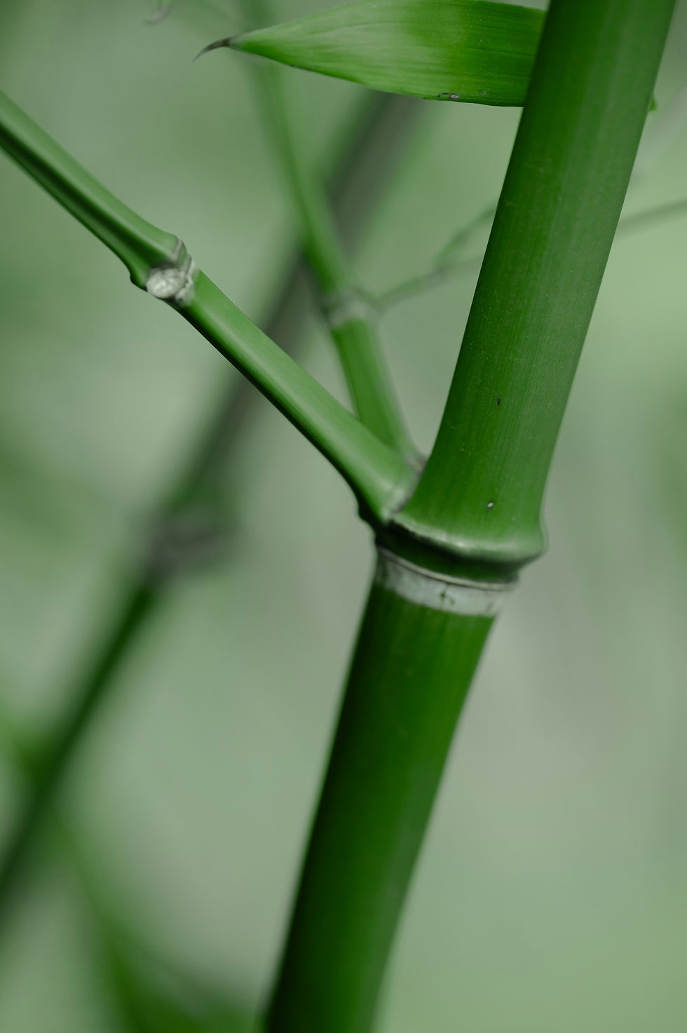 Node on bamboo