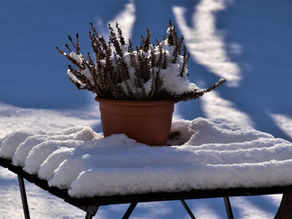 Que faire avec les plantes en cas de gel et de neige? Conseils pratiques pour le jardin en hiver