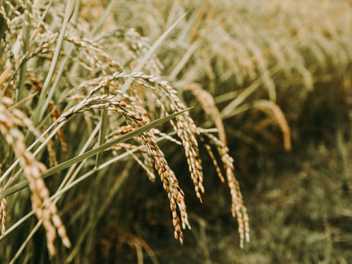 Calyxt and Cibus Plan Merger In Hopes To Create New Applications For Gene Editing For Agriculture