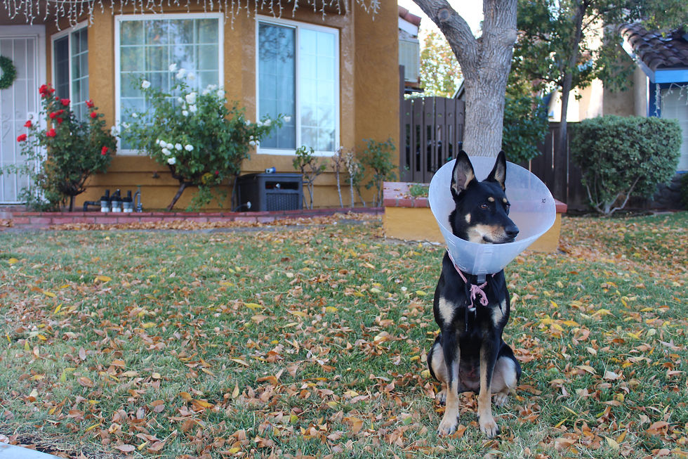 Picture of dog after the procedure