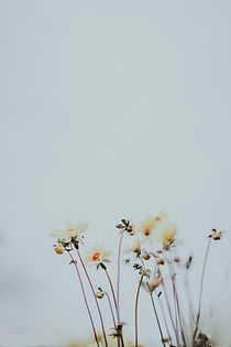 Image by Annie Spratt