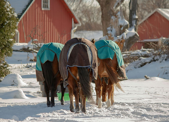 Image by Amber Fabian