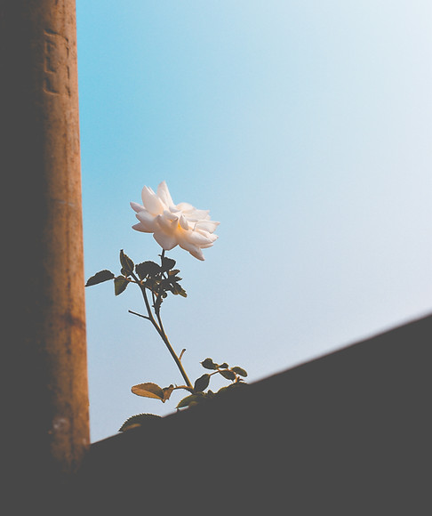 beautiful flower growing and flourishing under a blue sky 