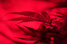 Spaccio lieve: la recidiva specifica infraquinquennale giustifica l’applicazione della nuova aggravante del “Decreto Caivano” (Cass. Pen. n. 5842/2025)