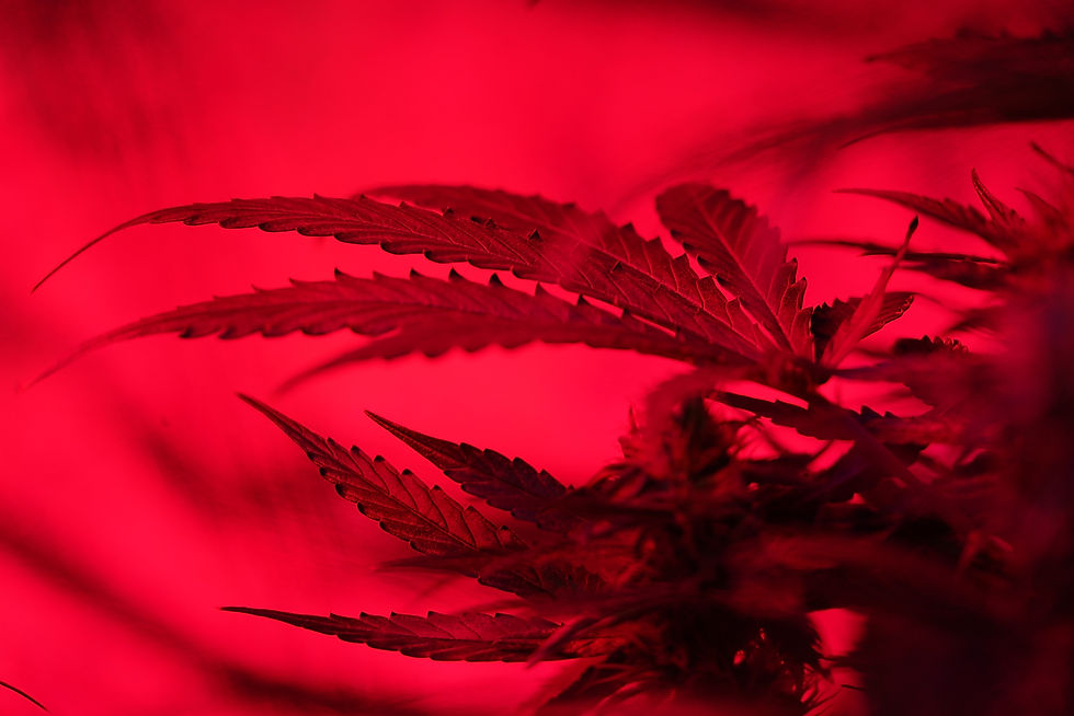 Academic Calls For Cannabis Corporates To Be Taxed To Fund Mental Health Programmes