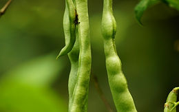 Green Beans