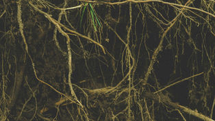 🌿 When Tension Finds No Outlet — the Psyche Seeks Words