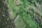 Algae along shoreline