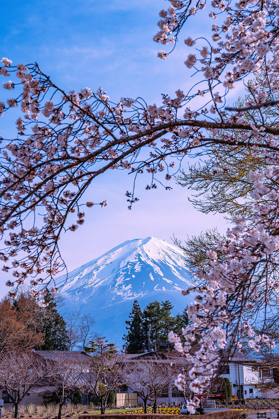 Mount Fuji framed by cherry blossoms, Travel Guide Japan