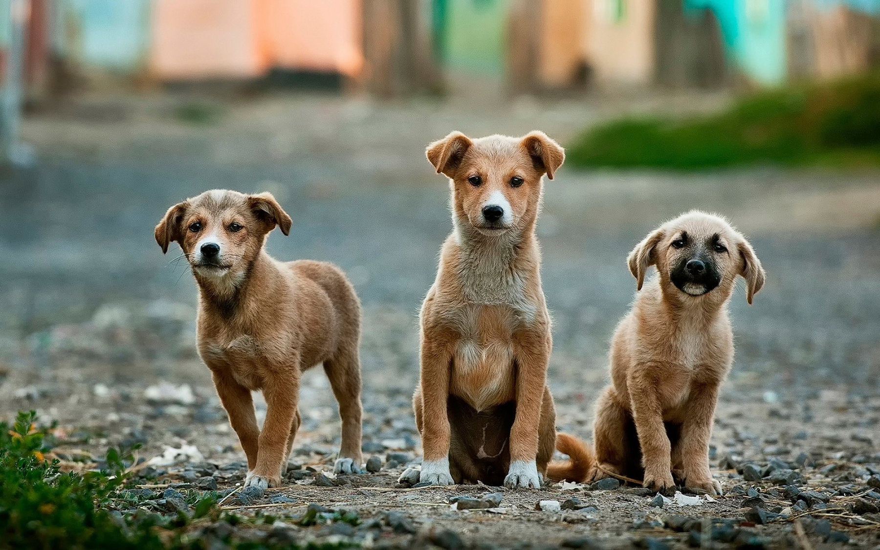 How To Deal With Anxiety In Dogs This New Year