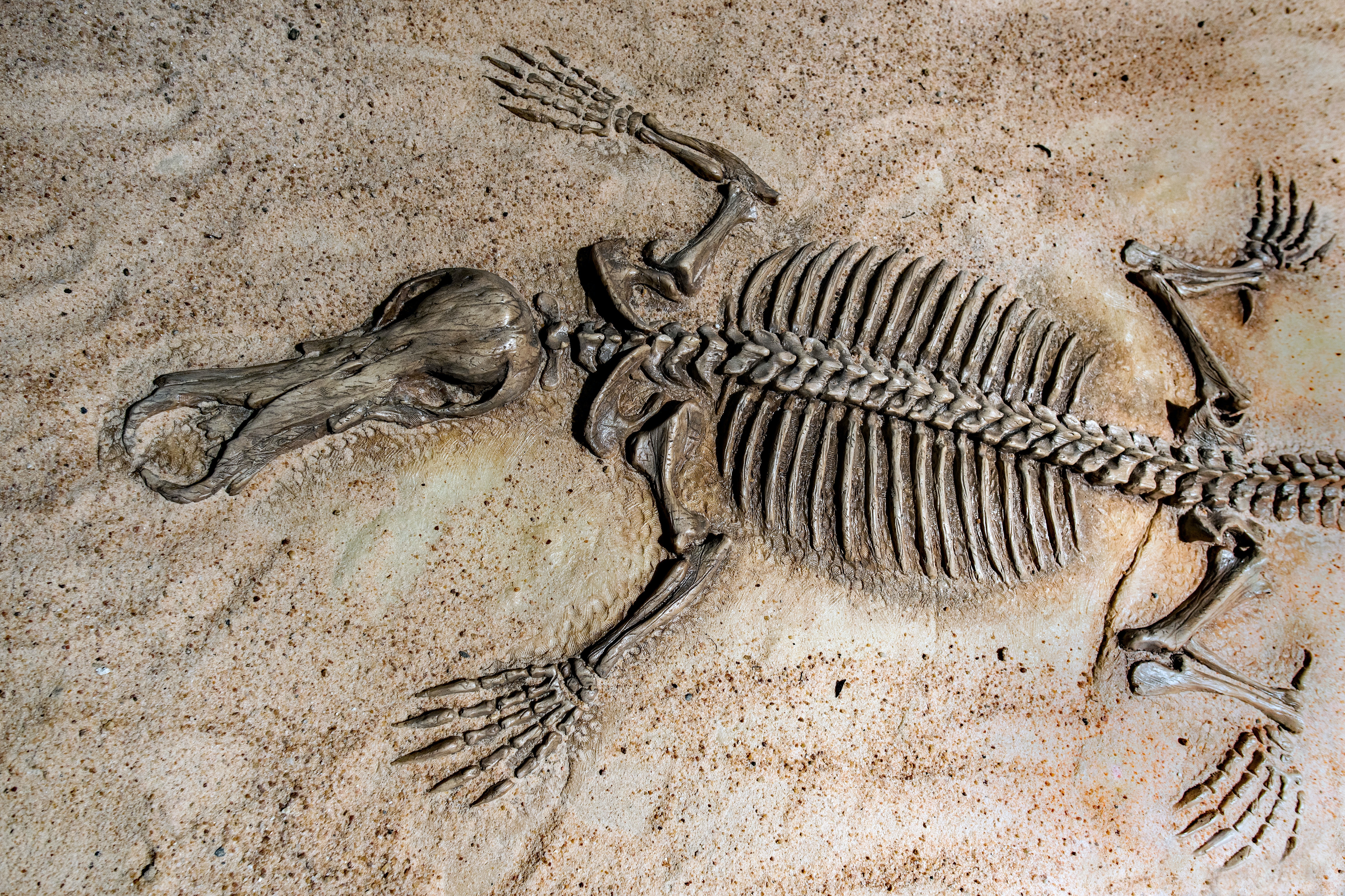 Descubren fósiles de 75,000 años en cueva noruega con apoyo de tecnología mexicana