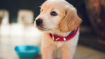 Golden retriever puppy with red collar