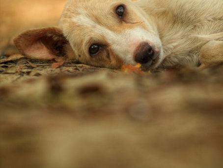 コリント人への第二の手紙11章23-28節